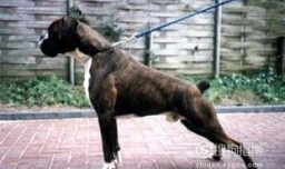 怎样训练小狗拉屎