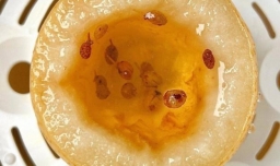 巨好喝的雪梨炖花椒，香甜可口，润肺止咳，气质特别正