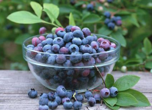 蓝莓的功效与作用