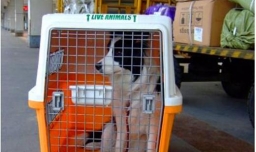 宠物怎么快递？