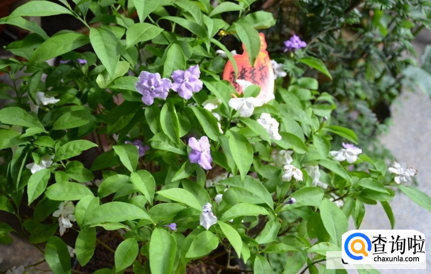 如何养双色茉莉花