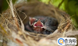 白头翁的家养技巧