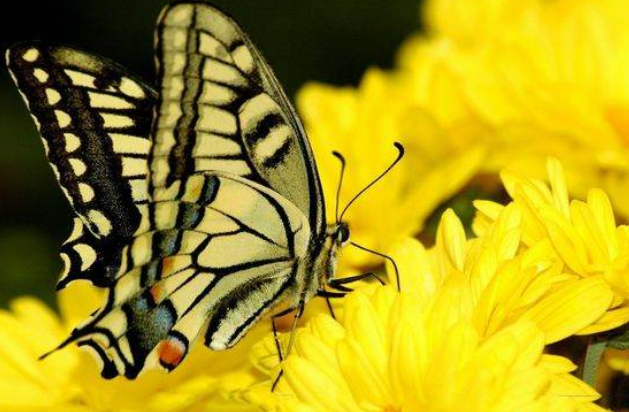 蝴蝶效应是指什么？