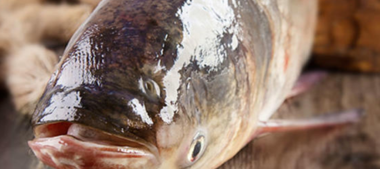 胖头鱼怎么做好吃