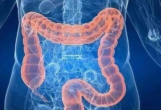 五脏六腑指的是什么