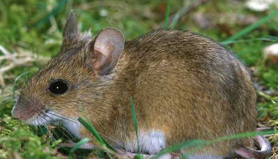 鸡毛蒜皮是指什么动物