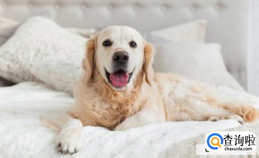 正确训练狗狗定点大小便的方法