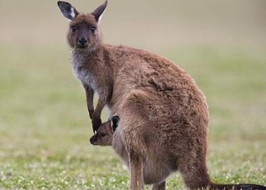 袋鼠的尾巴有什么作用