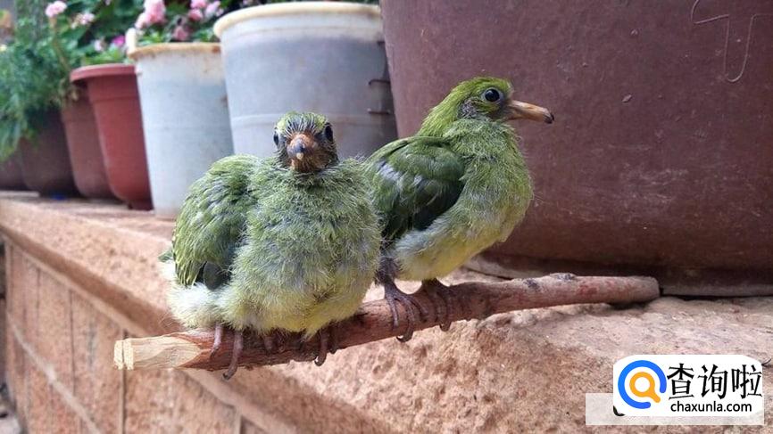 斑鸠是终身夫妻吗