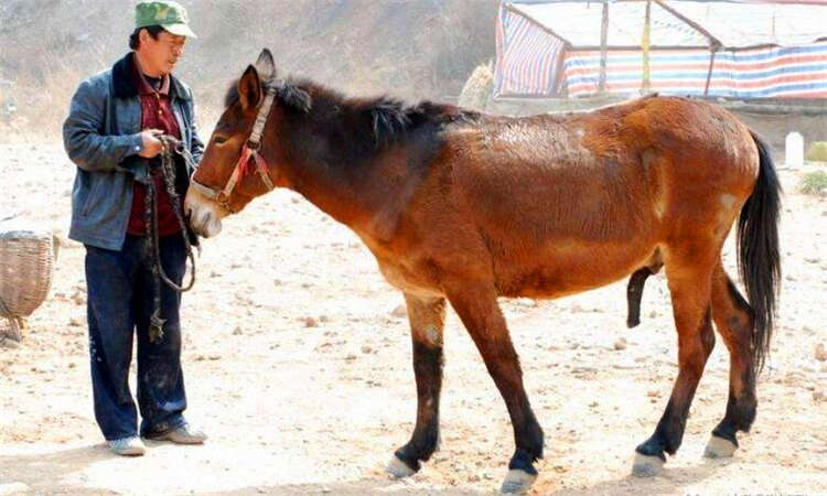 驴骡与马骡的区别