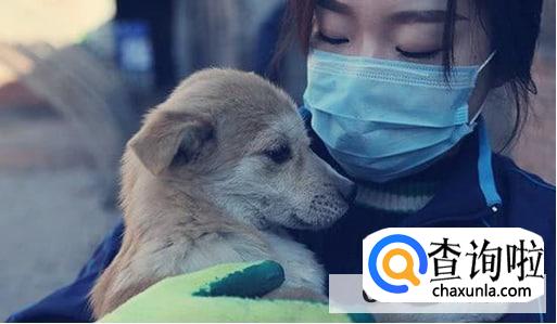 得了细小的狗狗这样照顾