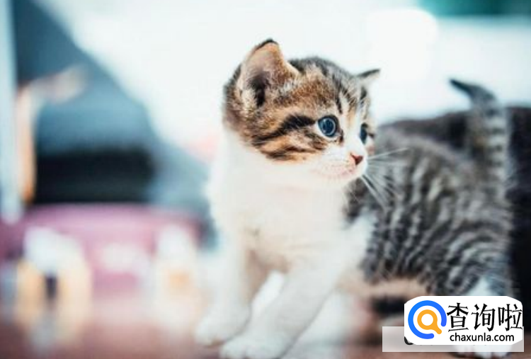 五个月的小猫被配了怎么办