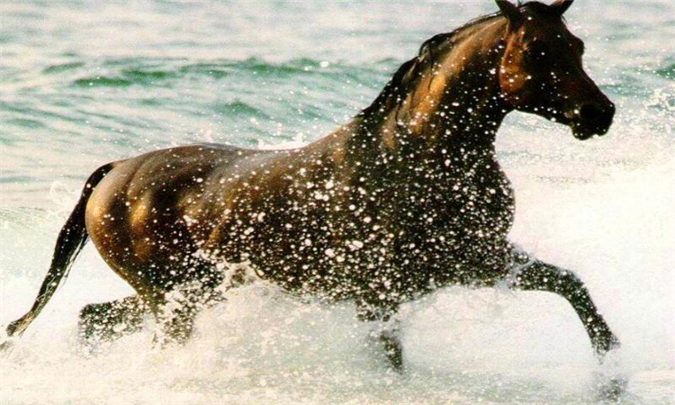 千里马是什么意思