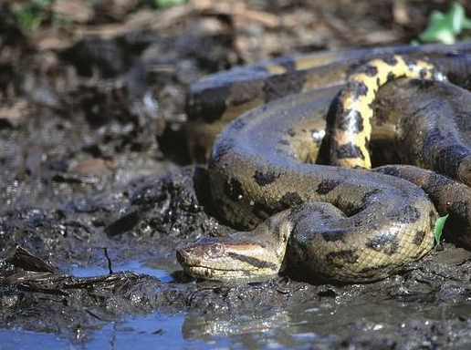 世界上最大的蟒蛇