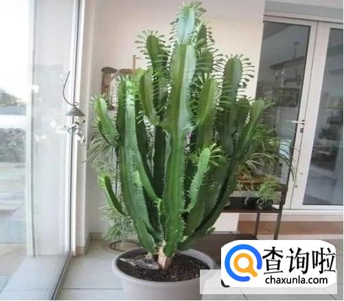 霸王鞭植物怎么养