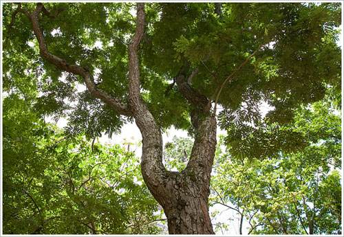 四大名木分别是什么