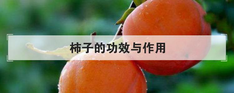 柿子的功效与作用