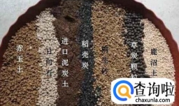 吹雪之松锦怎样爆盆