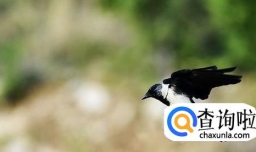 有哪些关于寒鸦的诗句