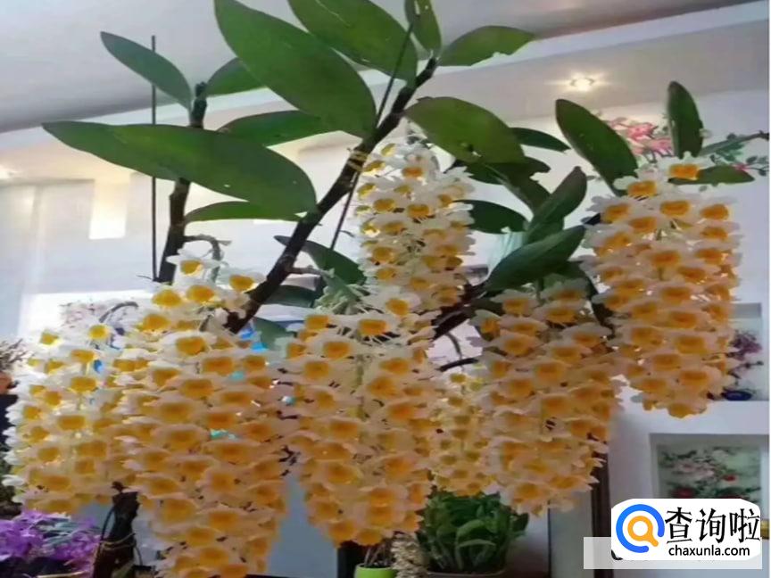 球花石斛花的功效与作用有哪些