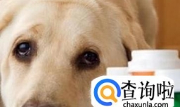 狗狗拉稀带血丝怎么办 狗狗拉稀带血吃什么药