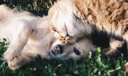 宠物盲盒的套路