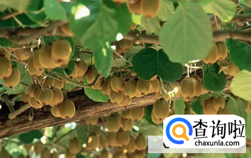 猕猴桃在夏季如何才能够培育好呢？