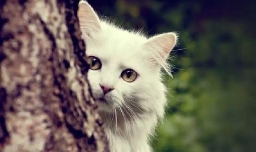 猫躲在沙发底下不出来怎么办