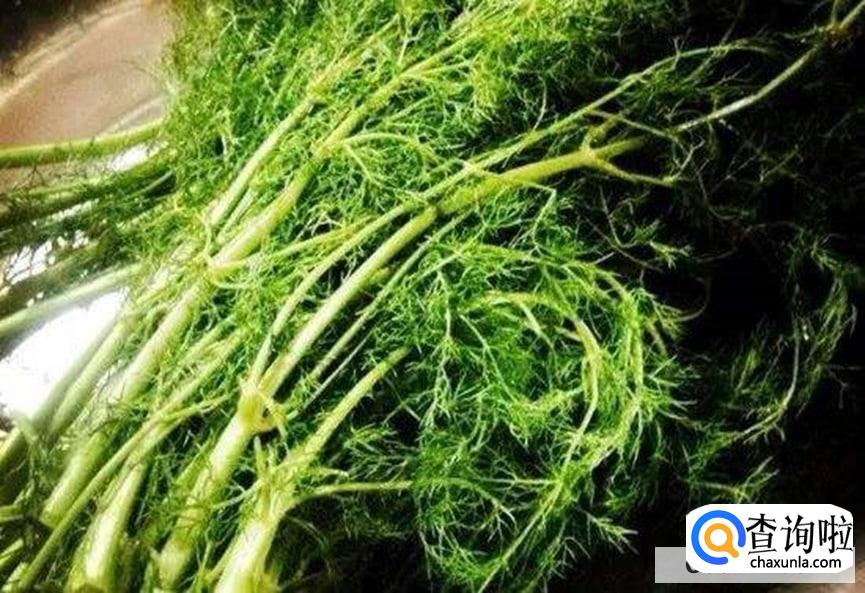 吃茴香的禁忌有哪些