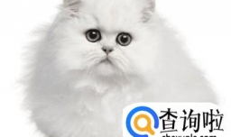 世界名猫，你知道几种？