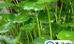 镜面草的养殖（水培）方法