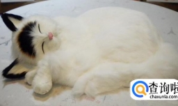 为什么猫猫喜欢跟人一起睡觉？原因是什么