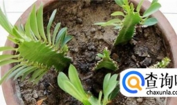 如何养好龙骨？