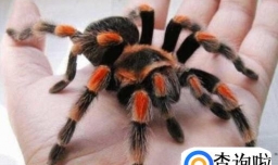 如何养蜘蛛呢？