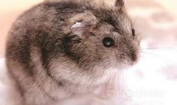 刚入手的仓鼠不洗澡不会用浴沙怎么办