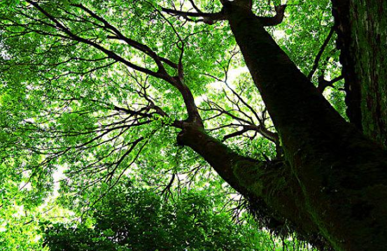 茂盛的近义词是什么