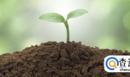 吊竹梅的养殖方法和注意事项