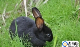 黑兔寓意着什么