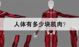 人体有多少块肌肉