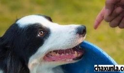 牧羊犬怎么训练呢