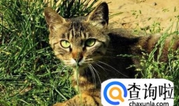 宠物：怎样把家猫野化变身成为野猫
