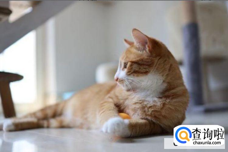 猫咪嘴里有腥臭味怎么办