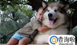 养阿拉斯加应该注意什么