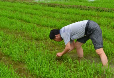 小暑农事活动有哪些