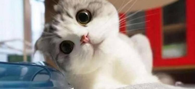 好奇心害死猫是什么意思