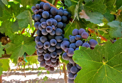 酿酒葡萄可以食用吗