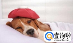 狗狗容易得什么病