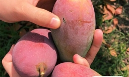 贵妃芒怎么看是自然熟还是催熟