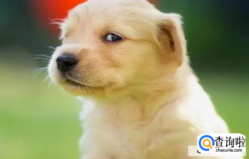 狗对人表示好感的动作有哪些