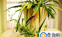 室内什么花最好养